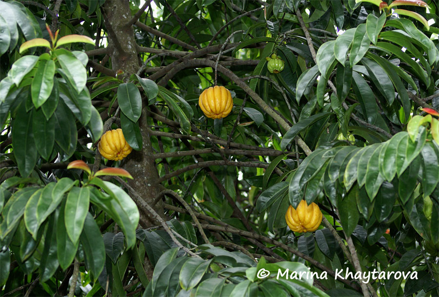 Garcinia atroviridis